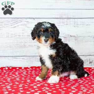 Bandit, Bernedoodle Puppy